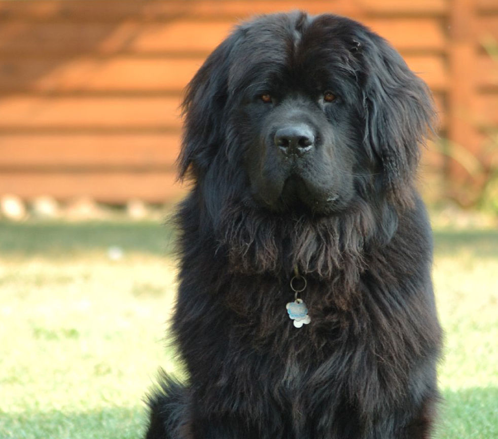 Newfoundland